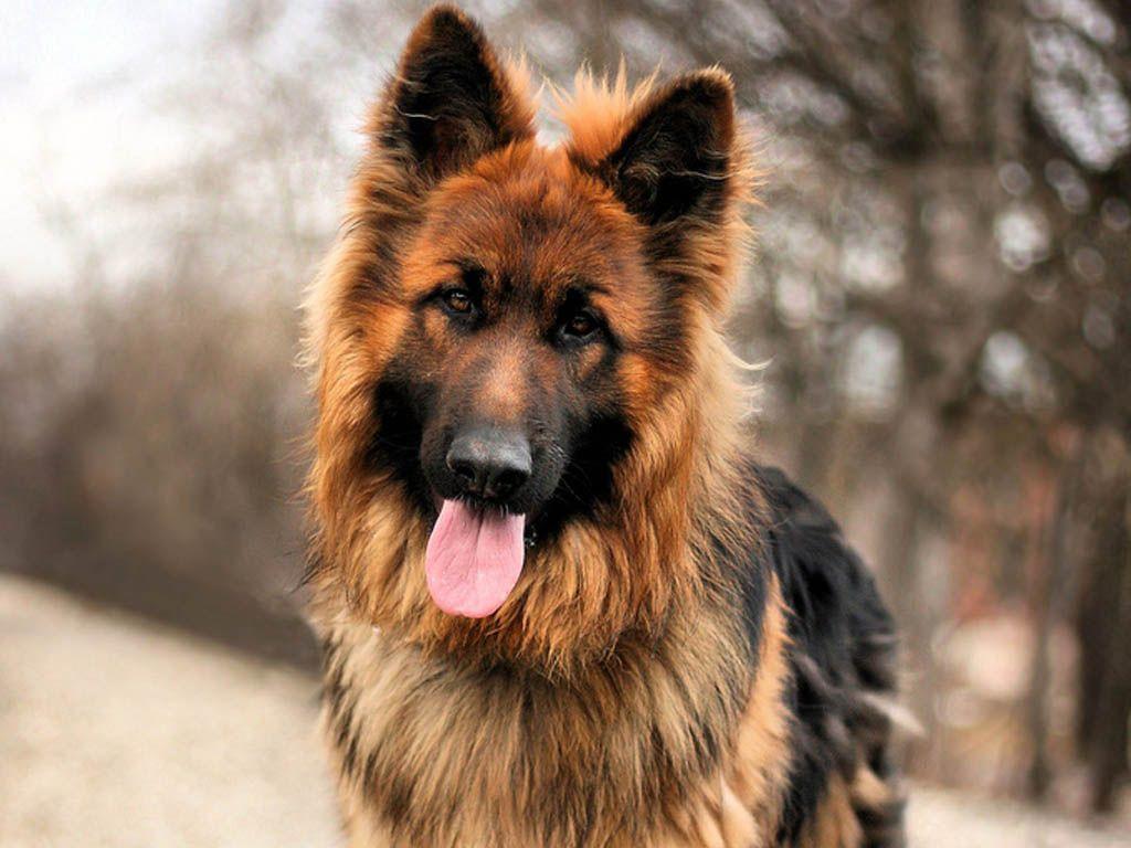 German Shepherd Dog Wallpapers Wallpaper Cave