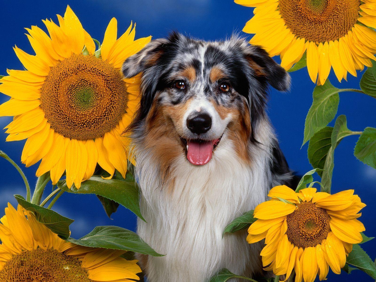 Australian Shepherd Wallpapers Wallpaper Cave