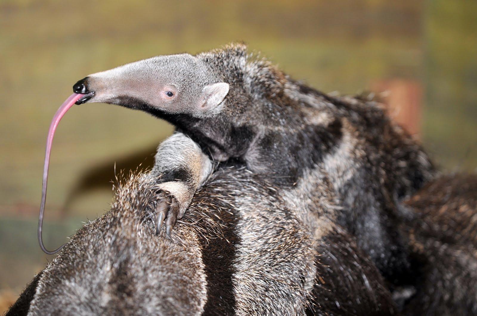 Anteater Wallpapers Wallpaper Cave