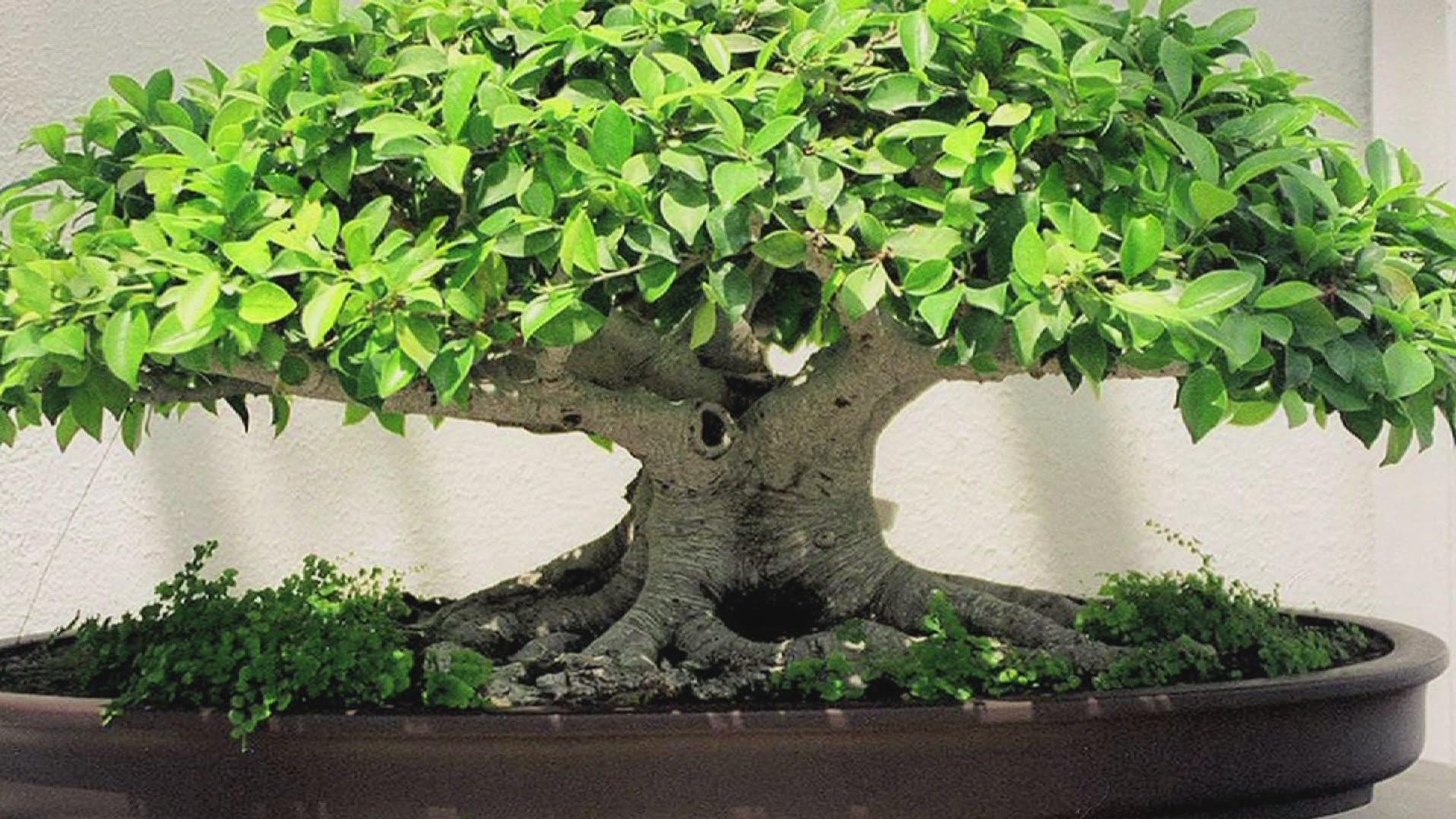 Bonsai Tree Wallpapers Wallpaper Cave
