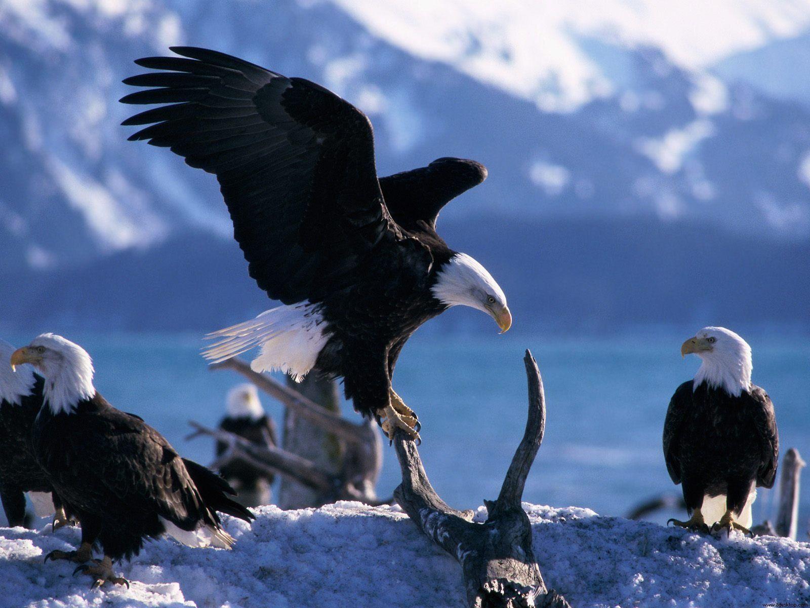 Bald Eagle Wallpapers Wallpaper Cave