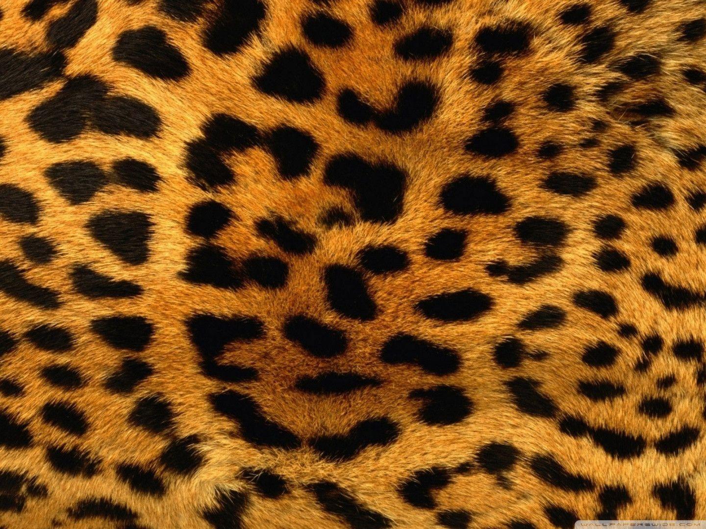 Cheetah Backgrounds Wallpaper Cave