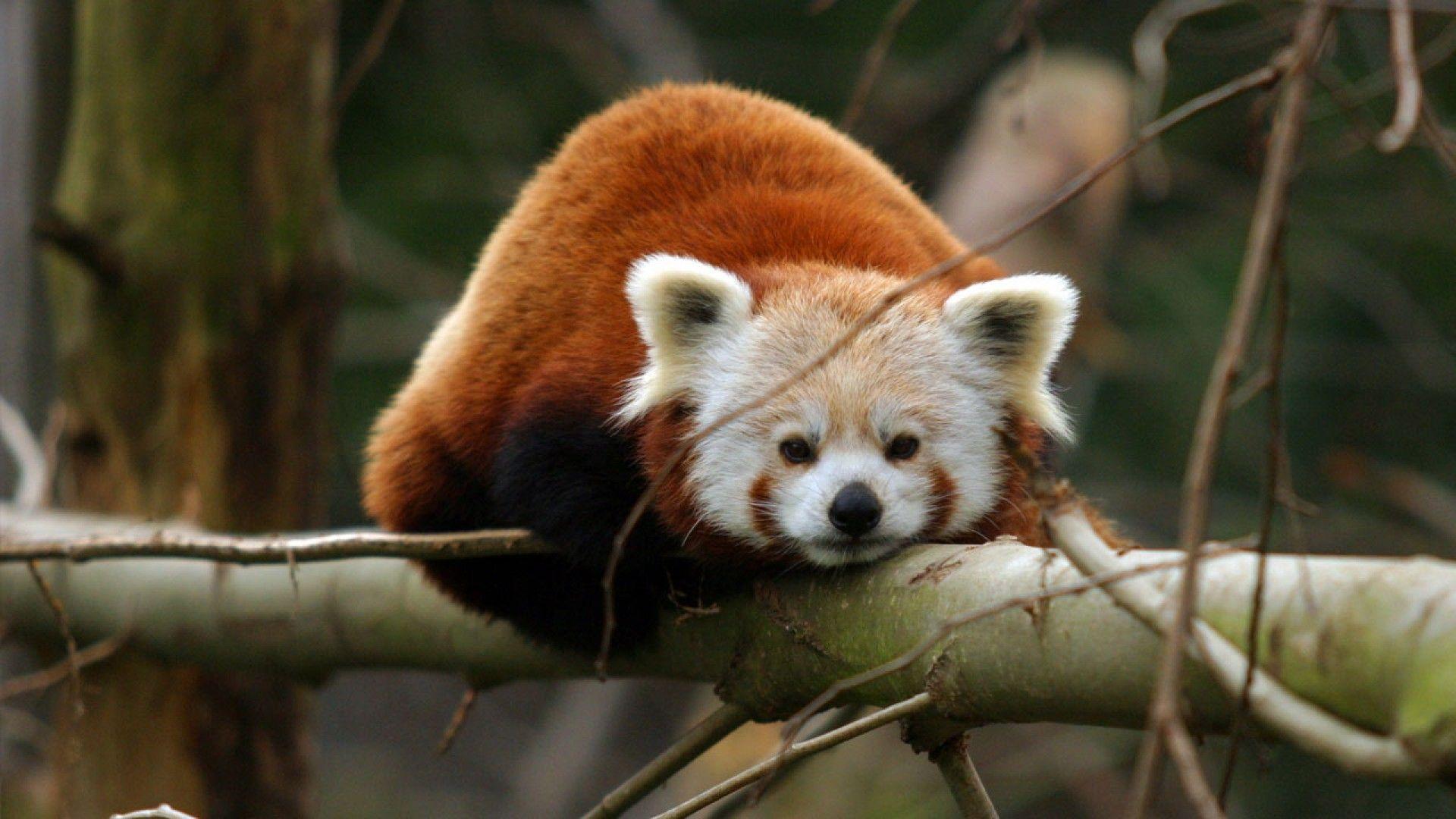 Red Panda Wallpapers Wallpaper Cave