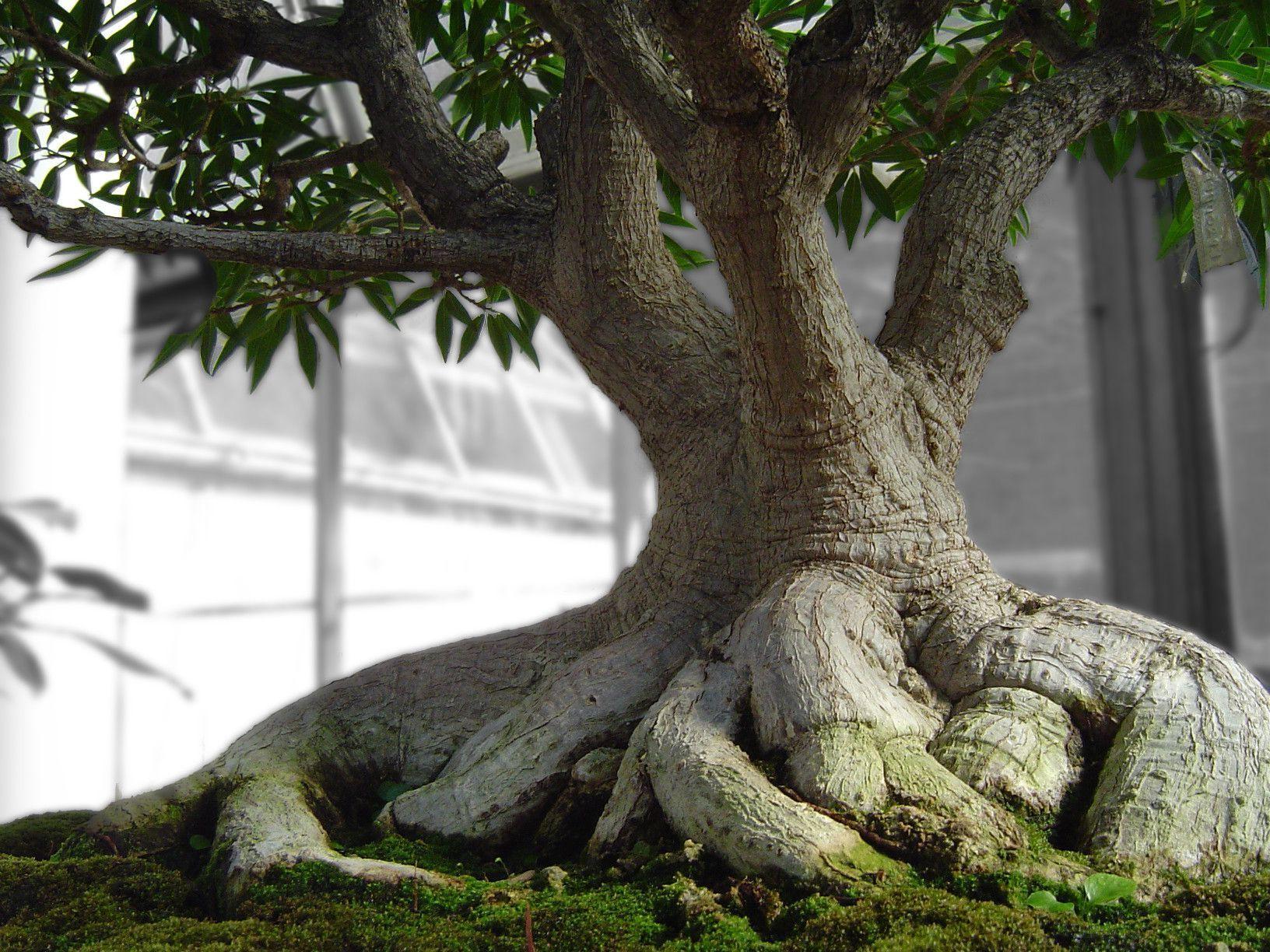 Bonsai Tree Wallpapers Wallpaper Cave