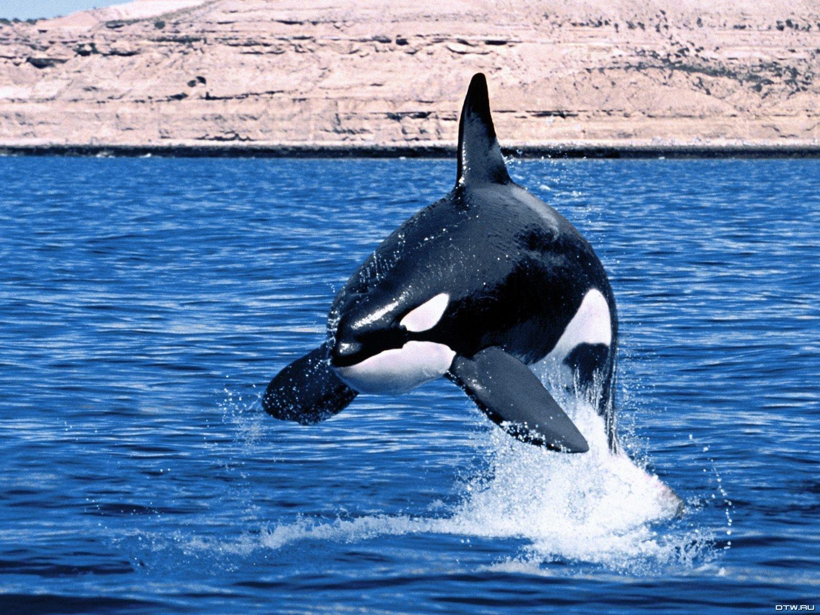 Killer Whales Wallpapers Wallpaper Cave