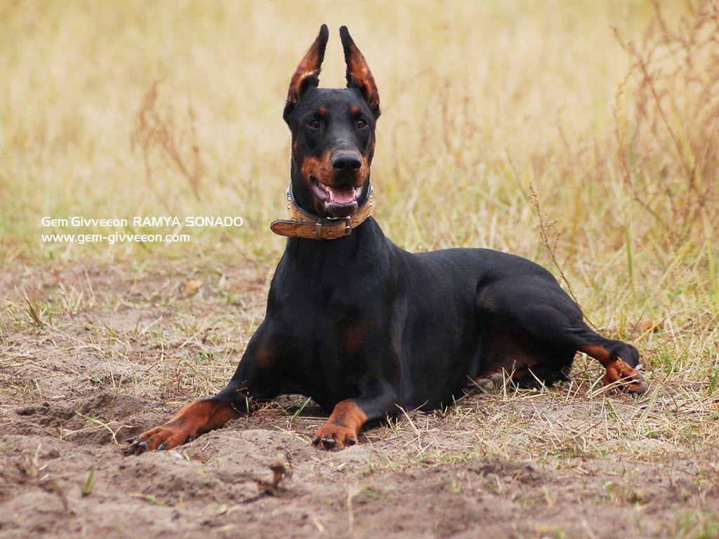 Doberman Wallpapers Wallpaper Cave
