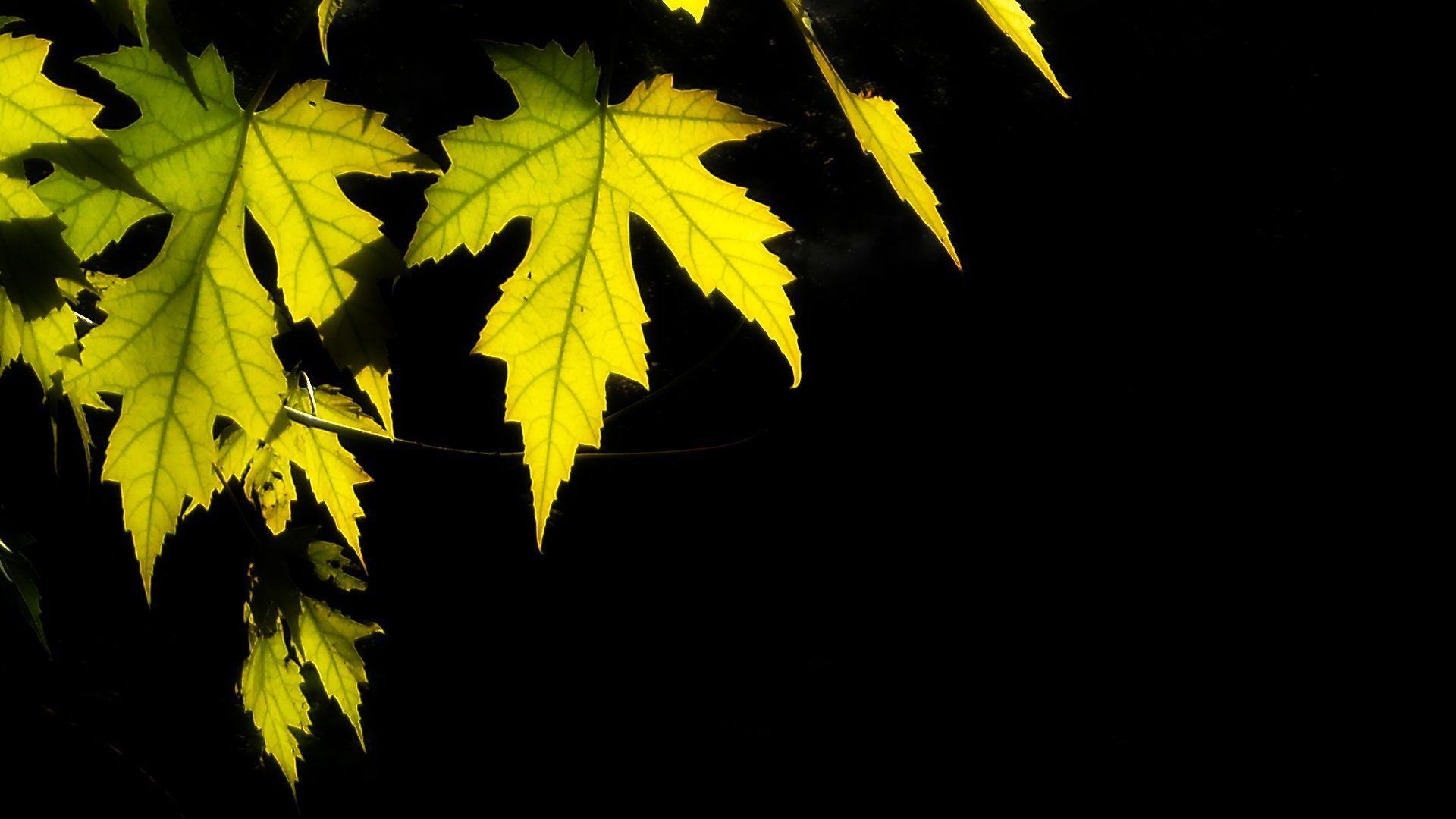 Leaves Wallpapers Wallpaper Cave