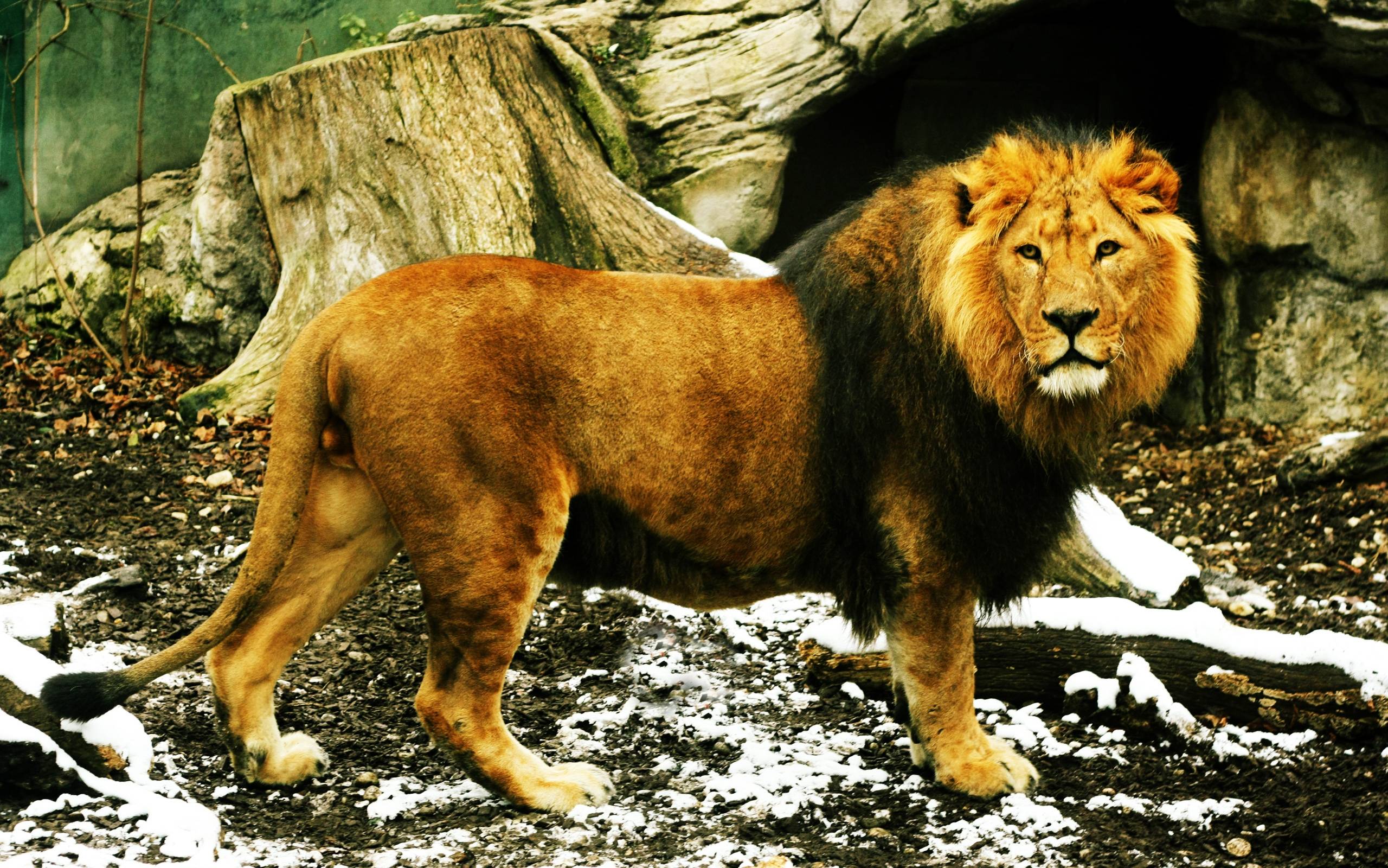 Lion Wallpapers Desktop Wallpaper Cave