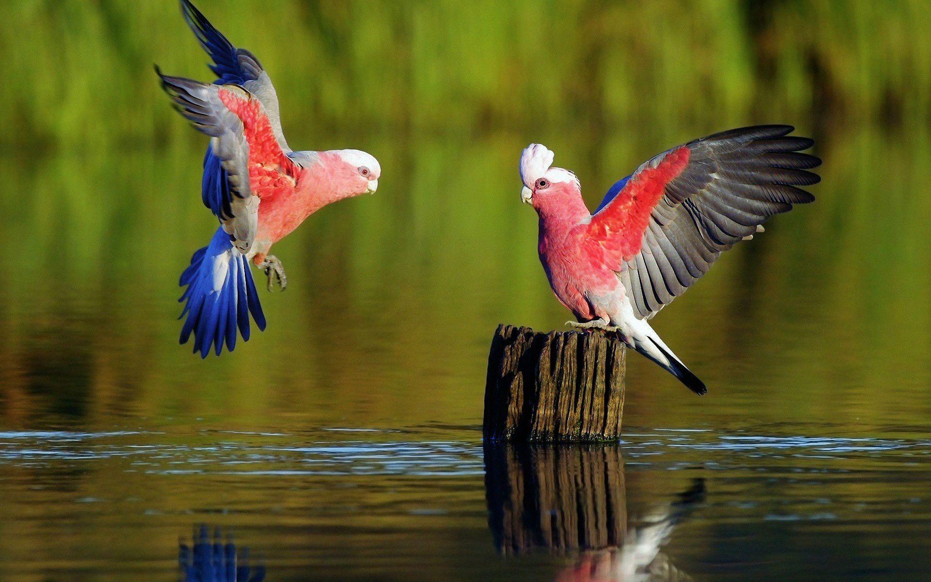 Parrot Wallpapers Wallpaper Cave
