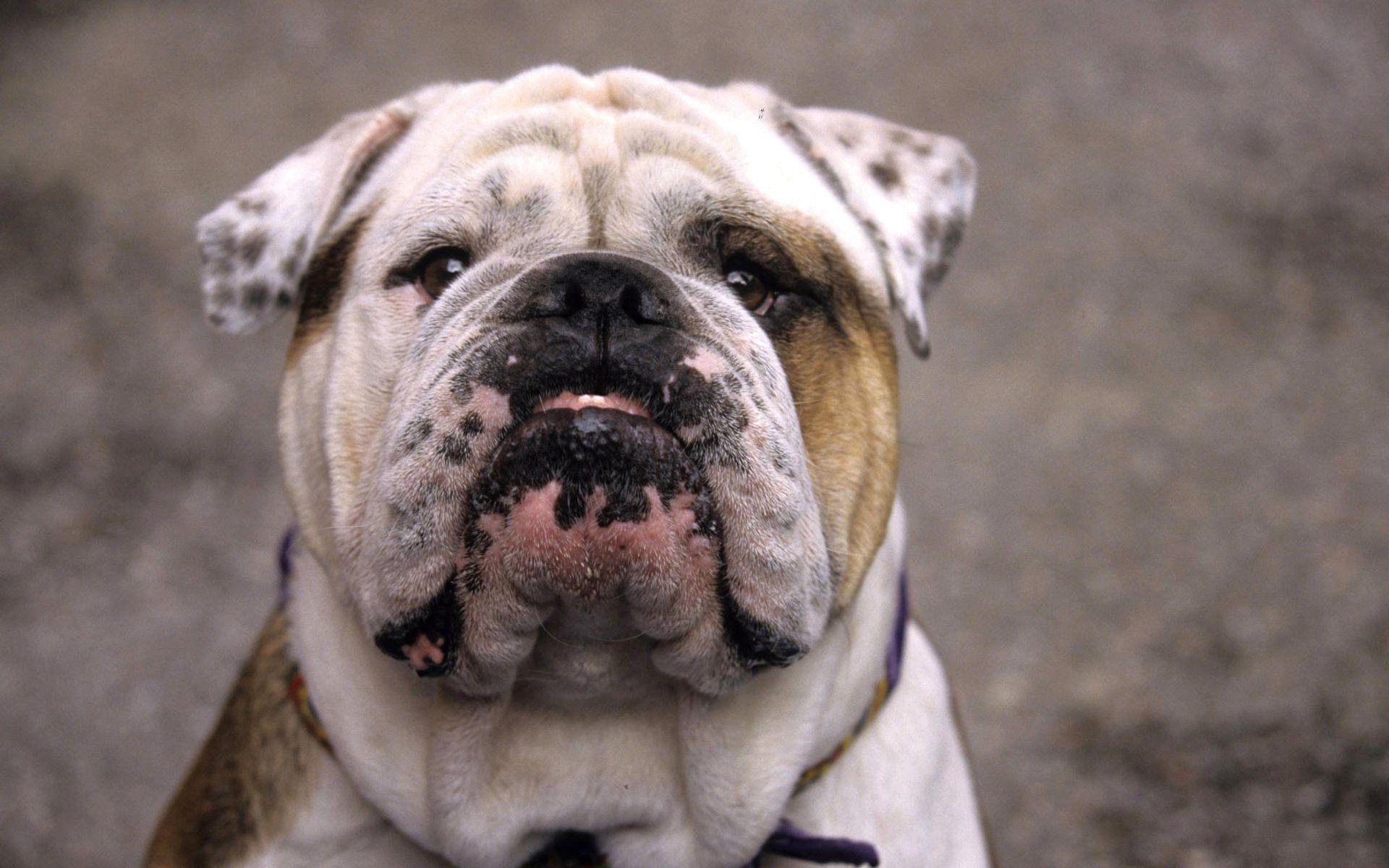 English Bulldog Wallpapers Wallpaper Cave