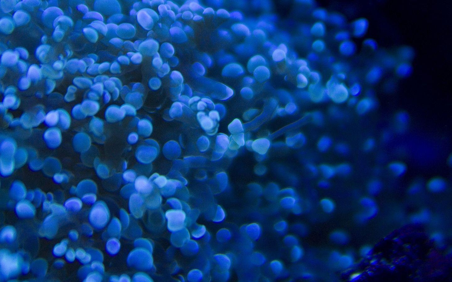 Deep Blue Wallpapers Wallpaper Cave