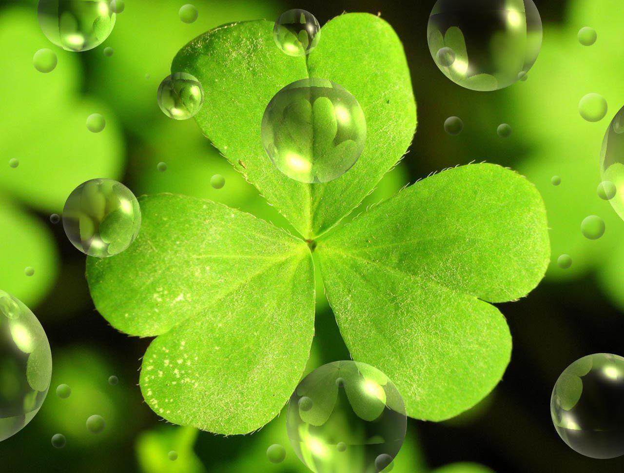 Shamrock Desktop Wallpapers Wallpaper Cave