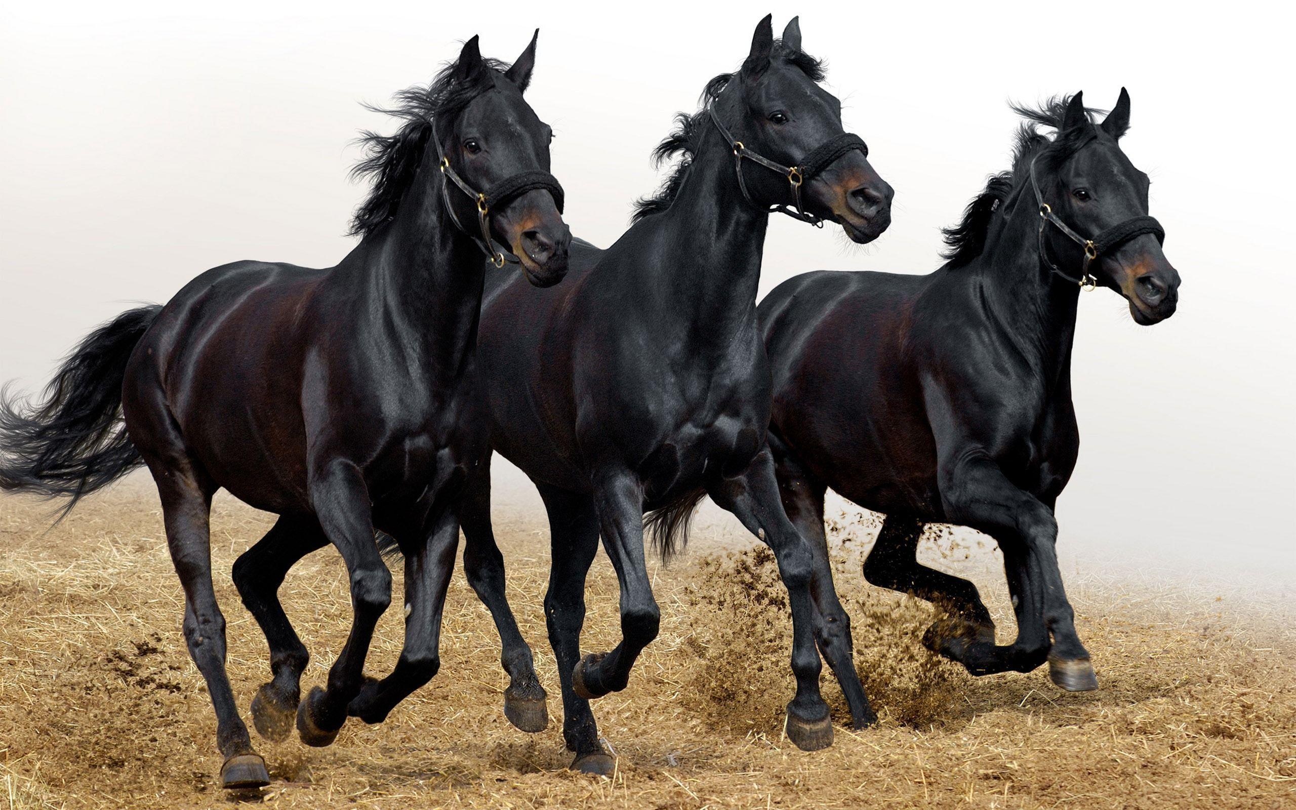 Black Horse Wallpapers Wallpaper Cave