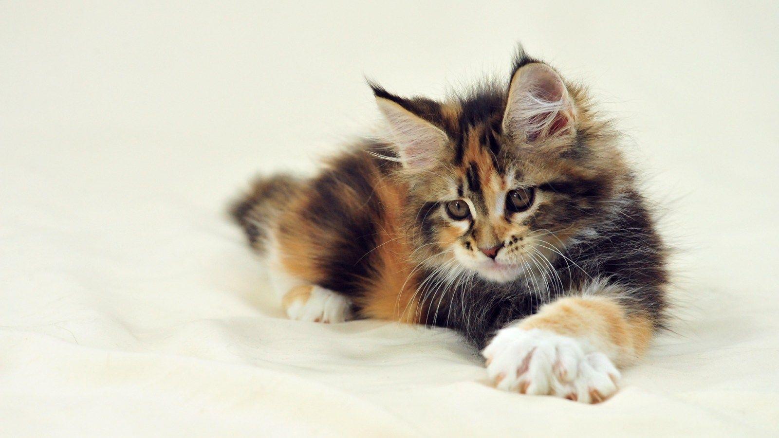 Maine Coon Wallpapers Wallpaper Cave