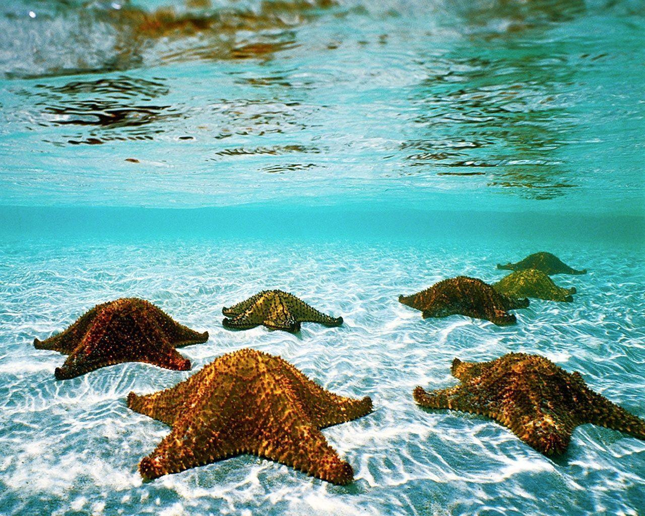 Starfish Backgrounds Wallpaper Cave