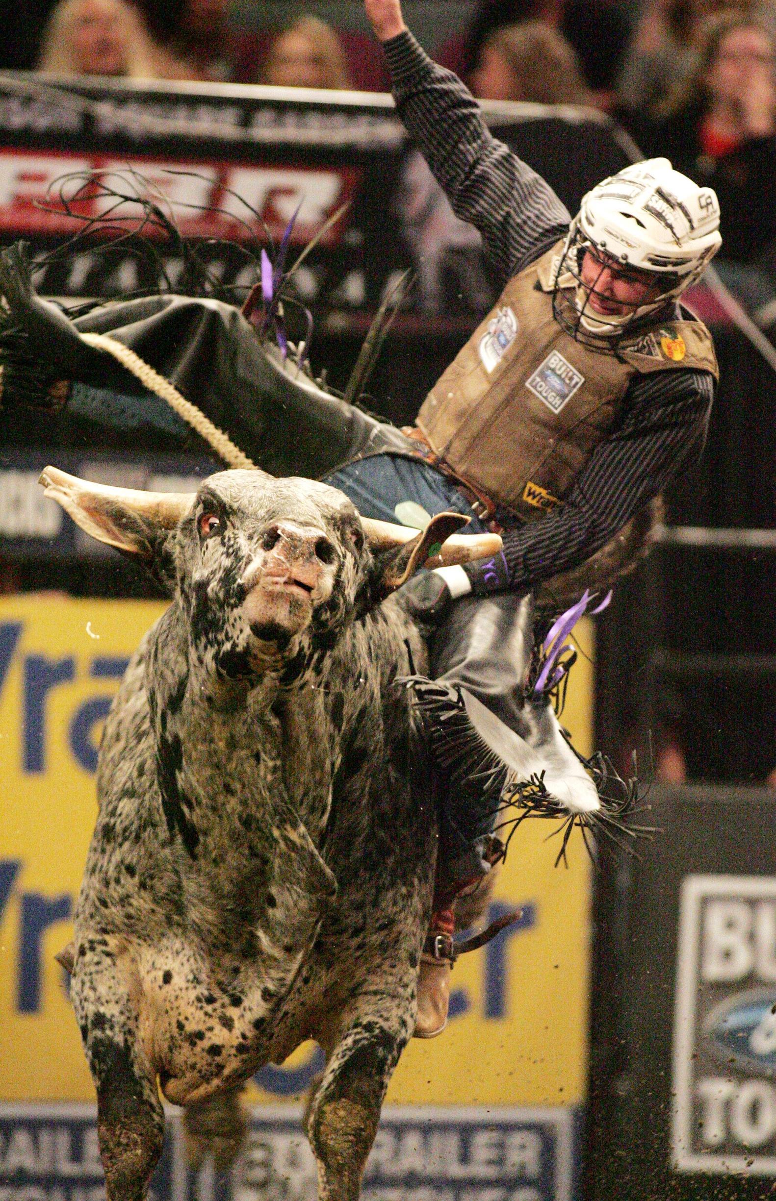 Bull Riding Wallpapers Wallpaper Cave