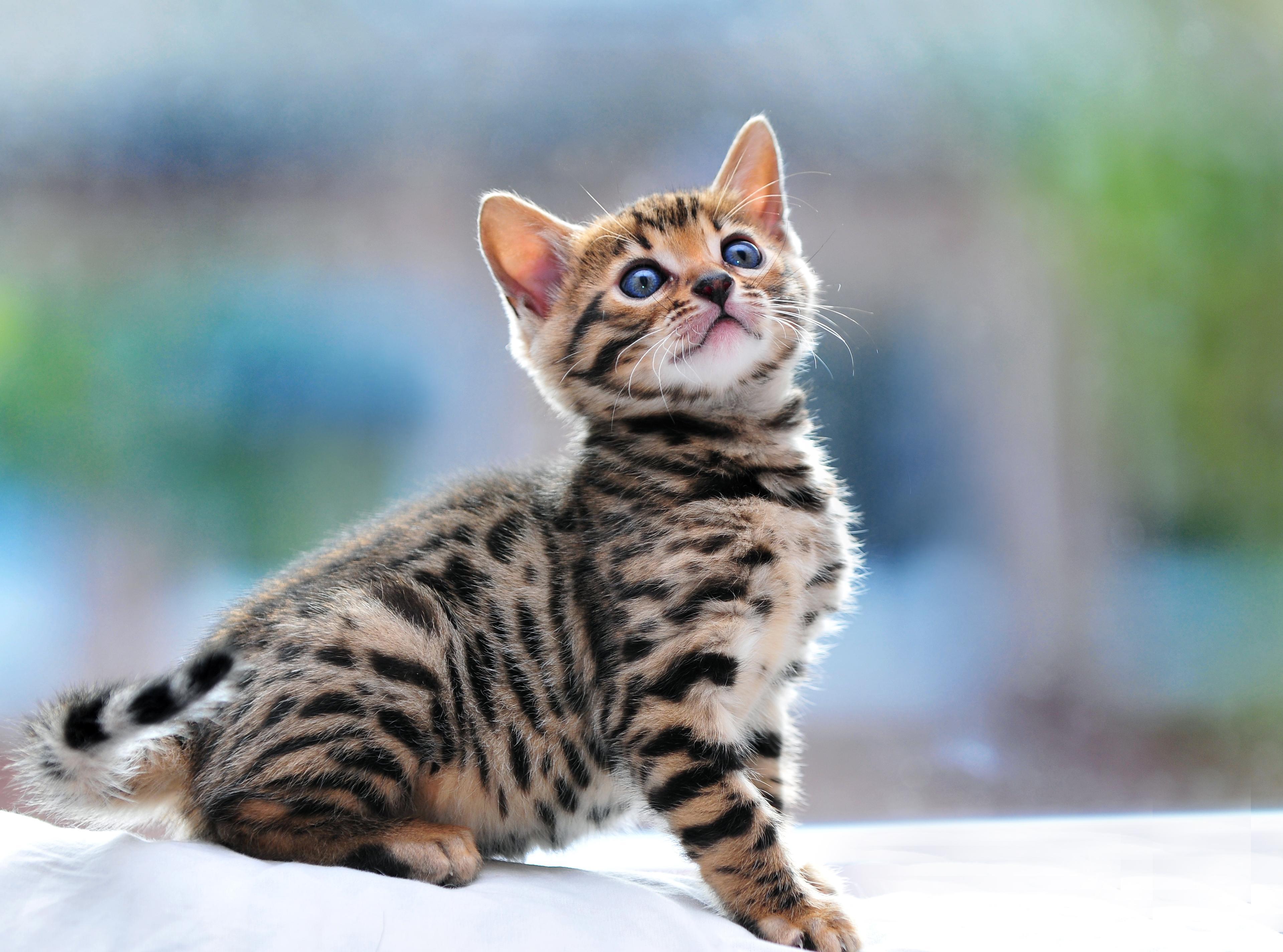 Bengal Cat Wallpapers Wallpaper Cave
