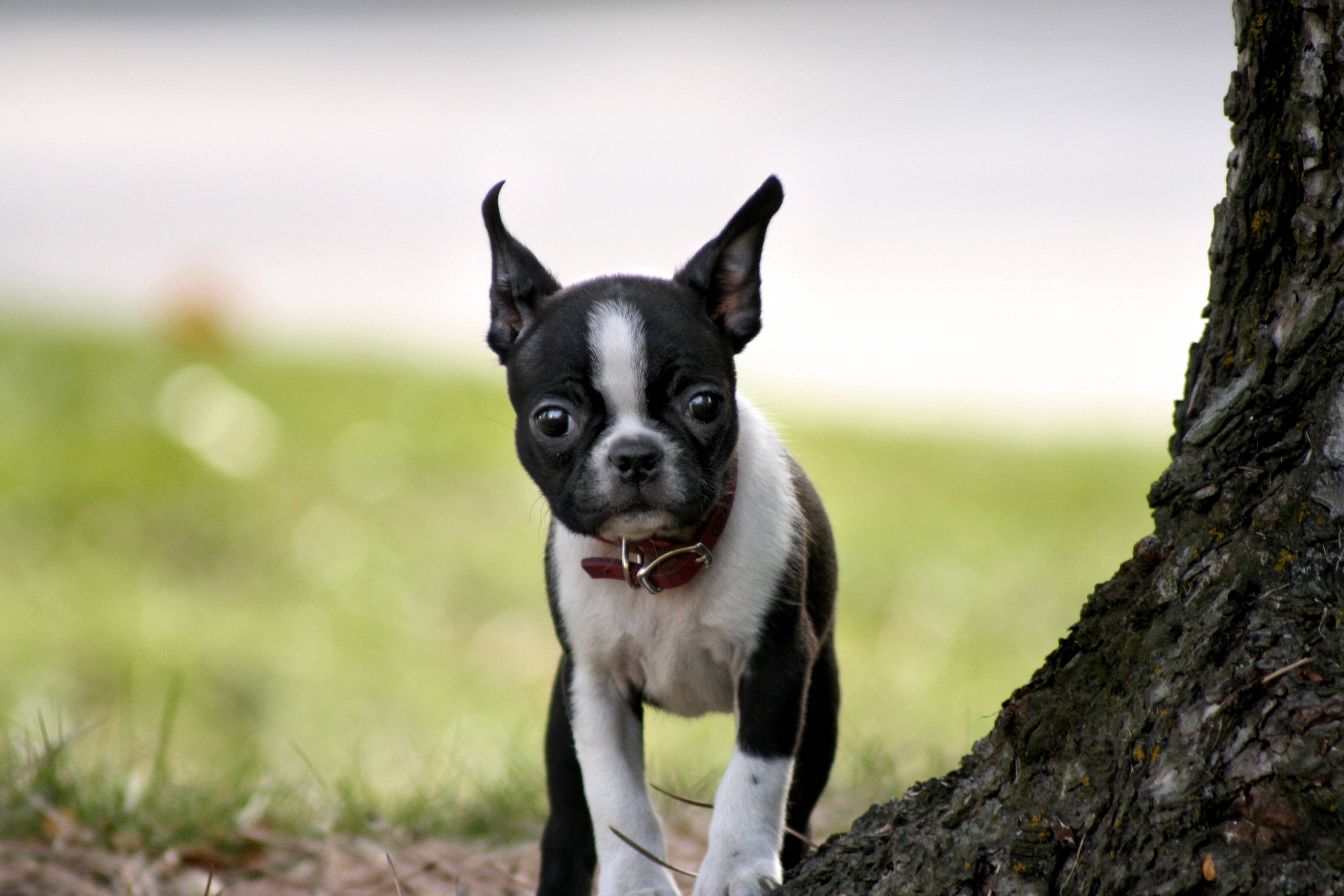 Boston Terrier Wallpapers Wallpaper Cave