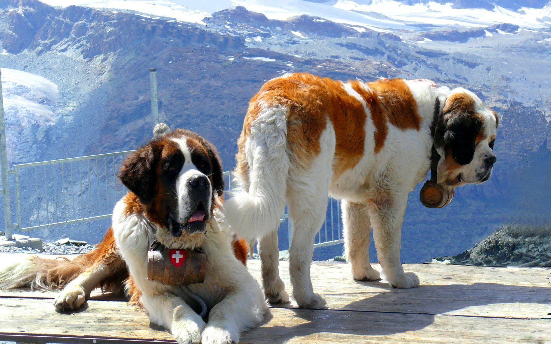 St Bernard Wallpapers Wallpaper Cave