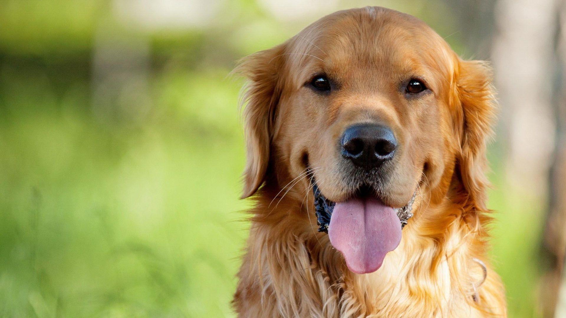Golden Retriever Backgrounds Wallpaper Cave