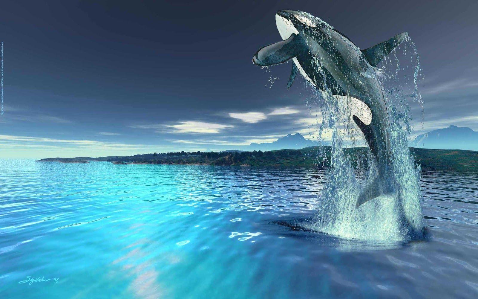Killer Whales Wallpapers Wallpaper Cave