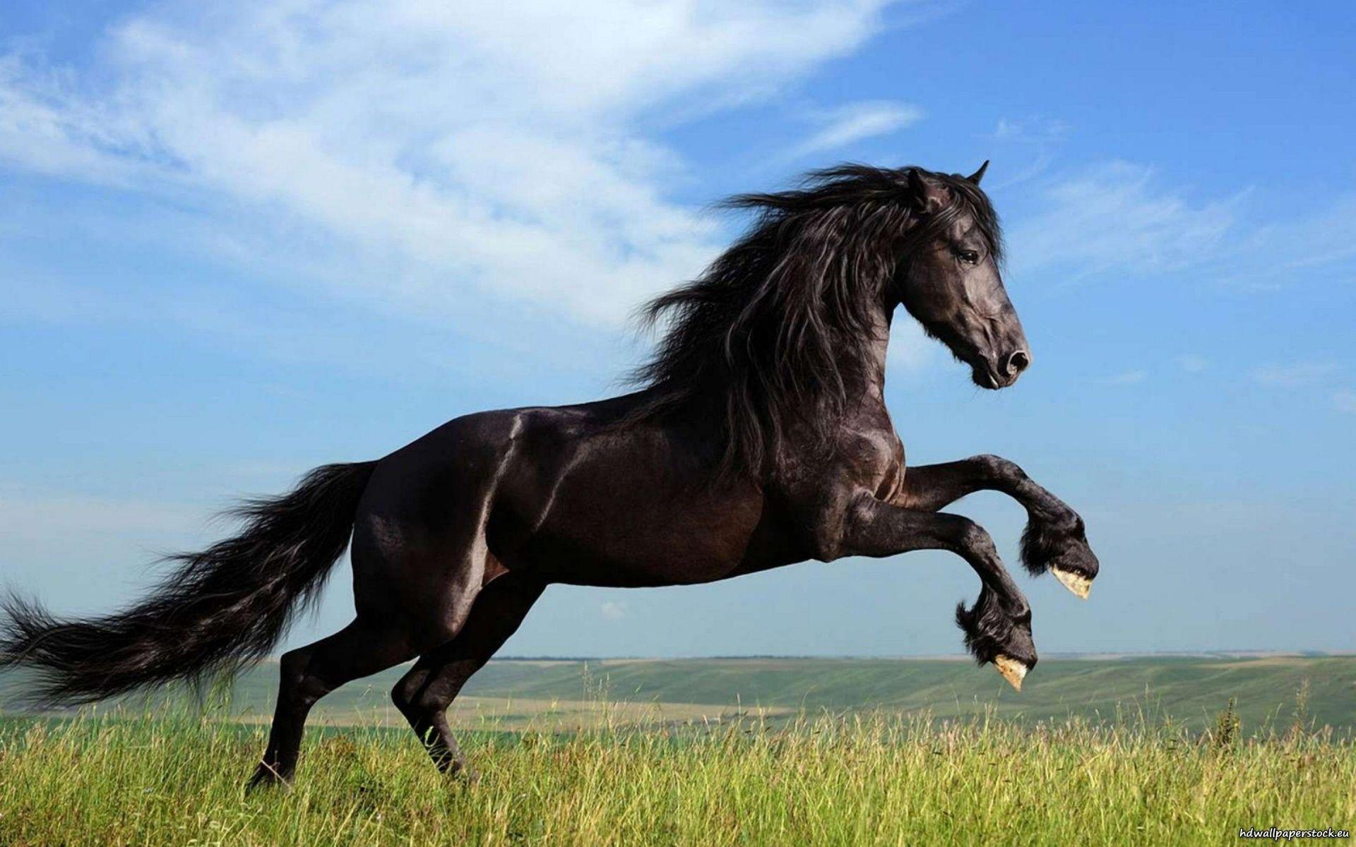 Black Horse Wallpapers Wallpaper Cave