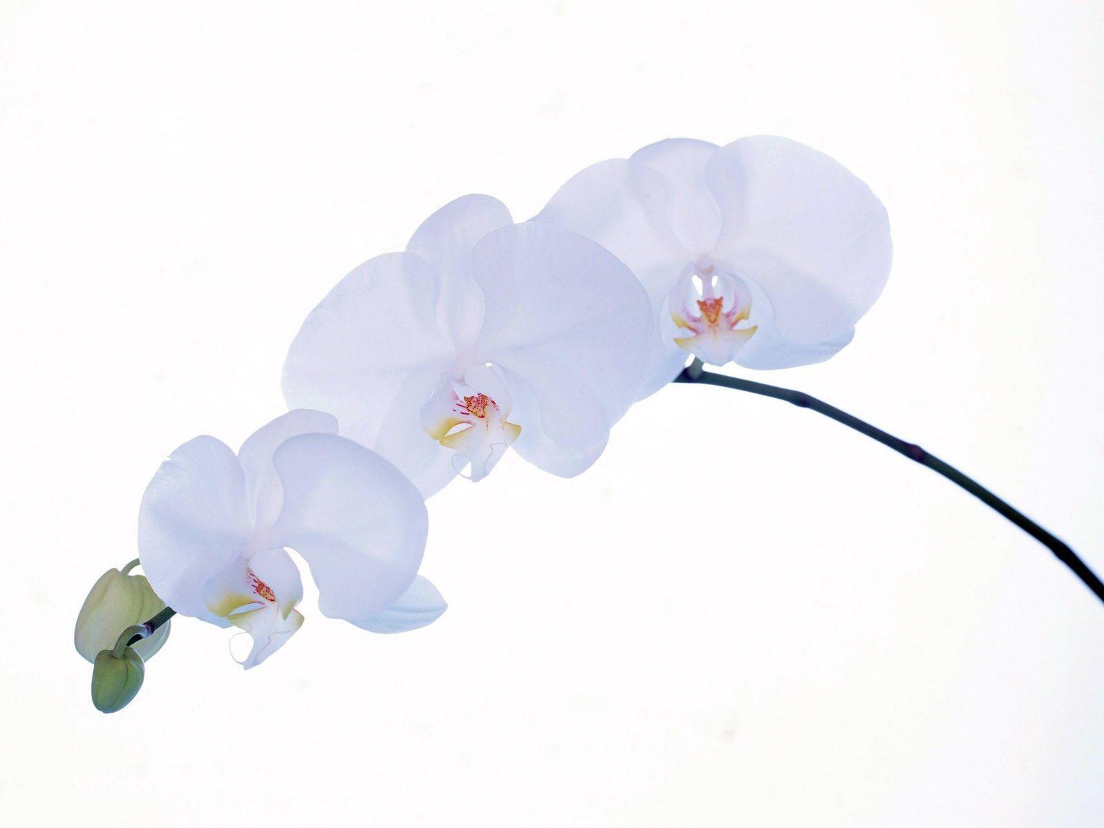 White Orchid Wallpapers Wallpaper Cave