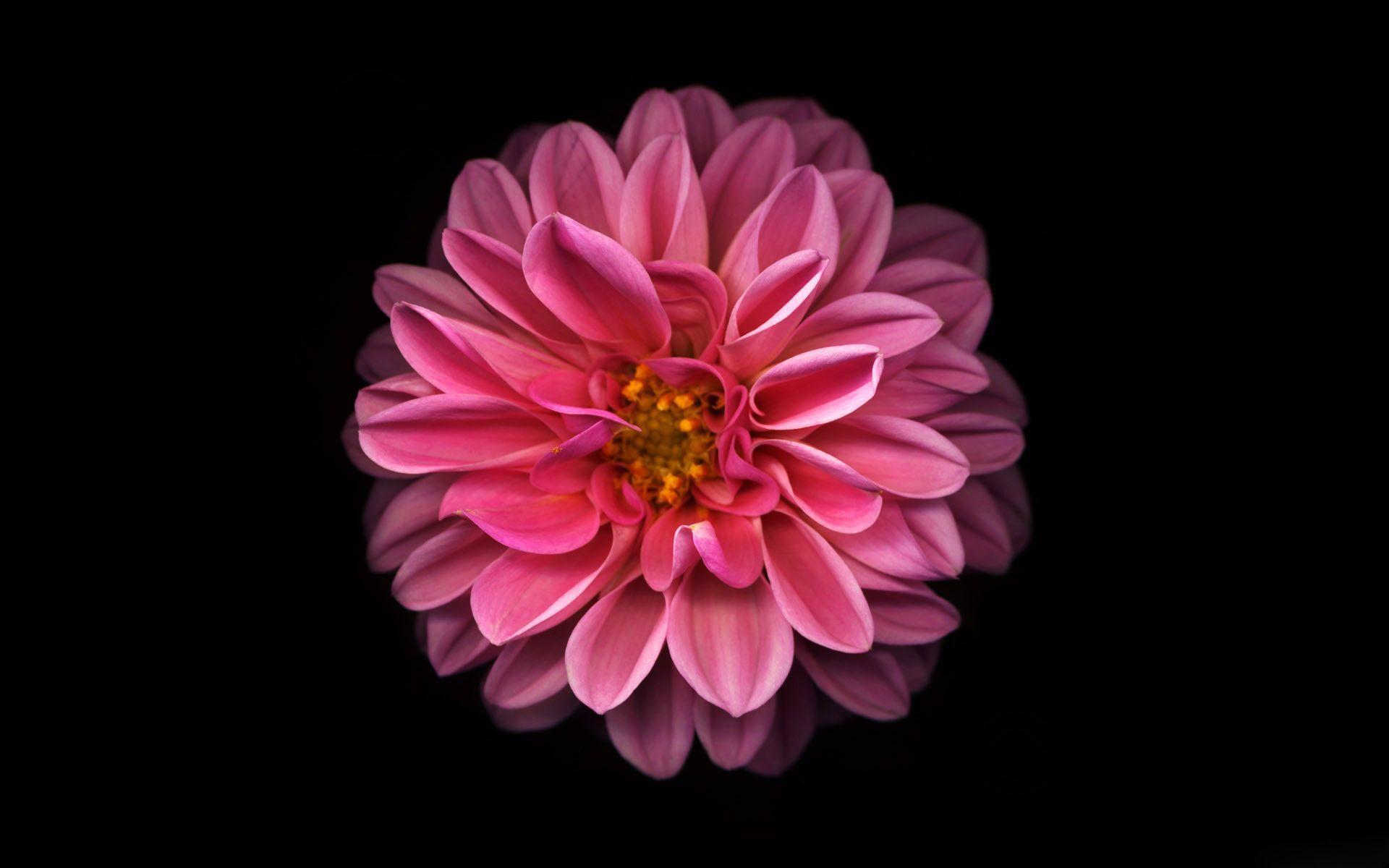 Dahlia Wallpapers Wallpaper Cave