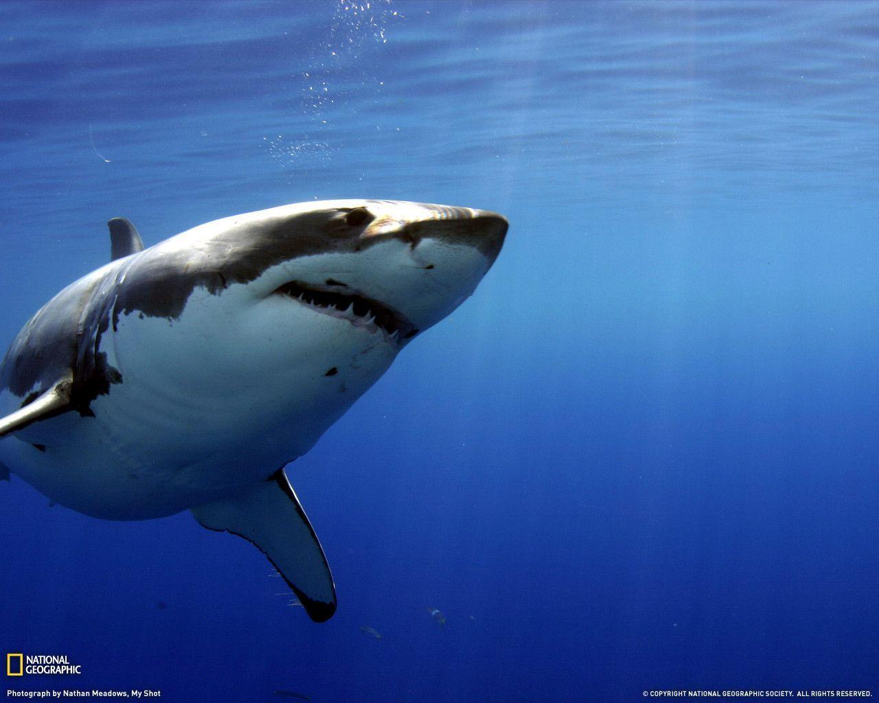Great White Wallpapers Wallpaper Cave