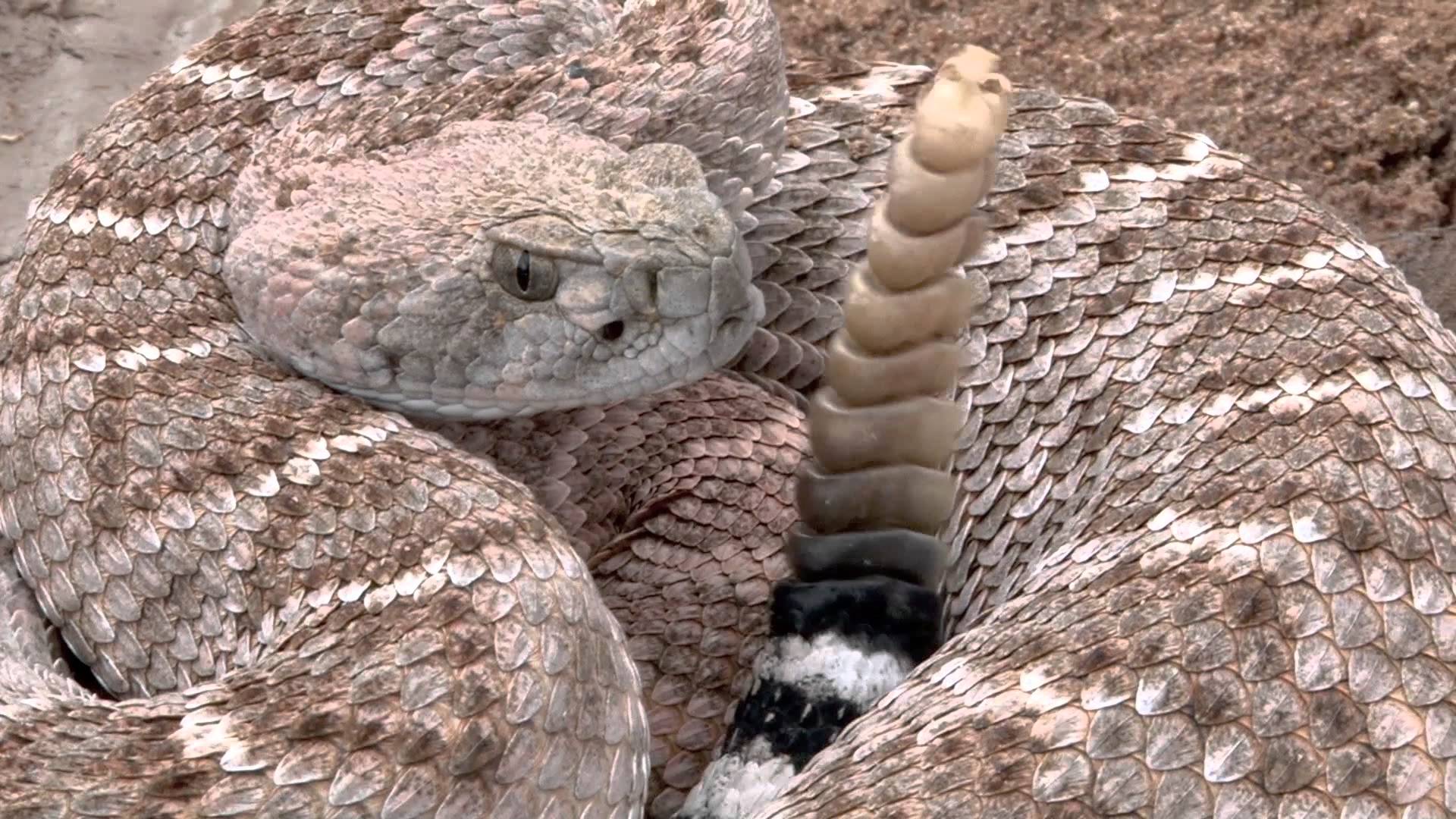 Rattlesnake Wallpapers Wallpaper Cave