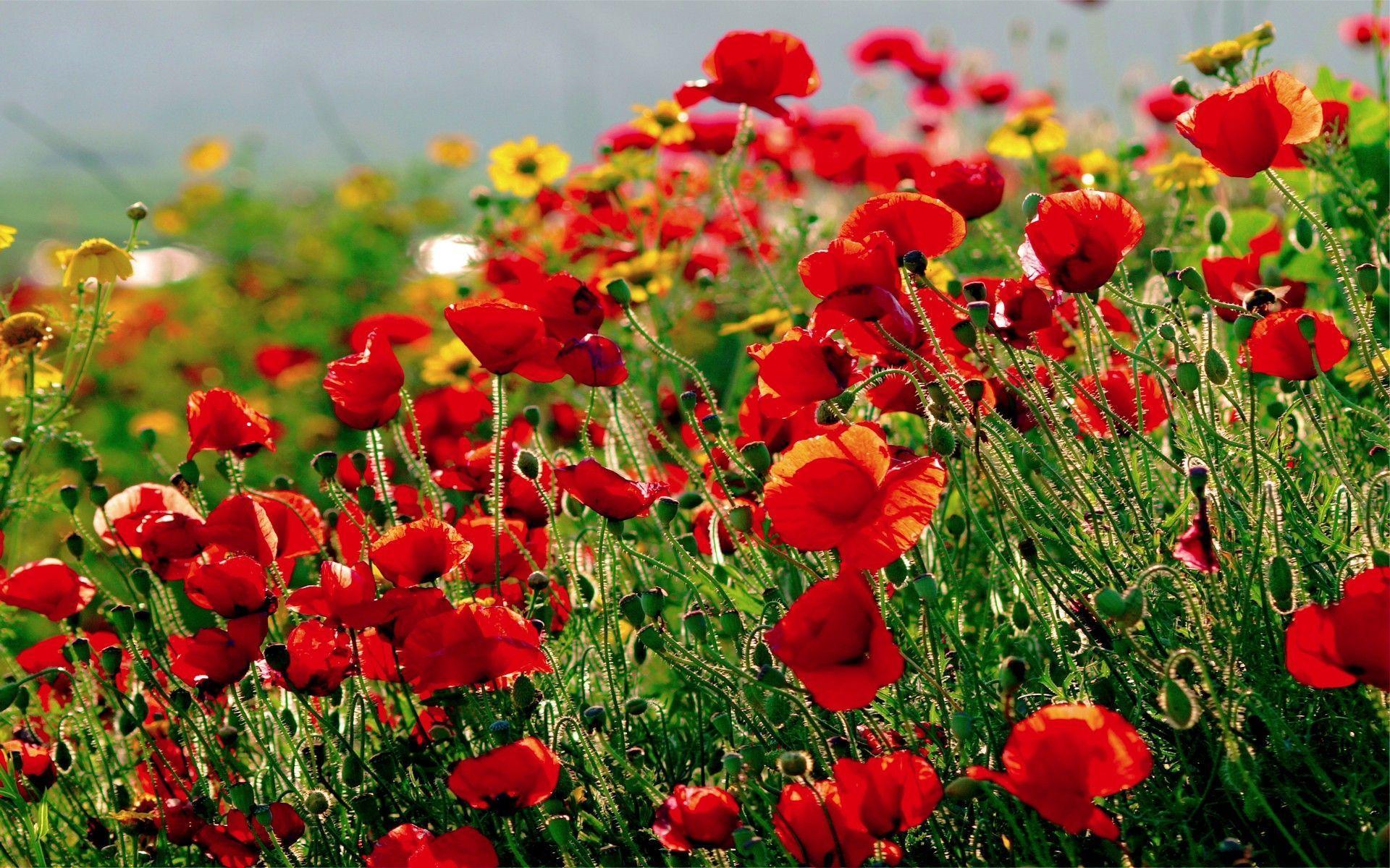 Wallpapers Poppies Wallpaper Cave