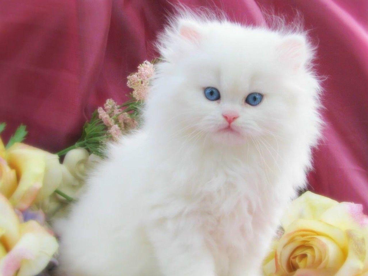 White Cat Wallpapers Wallpaper Cave