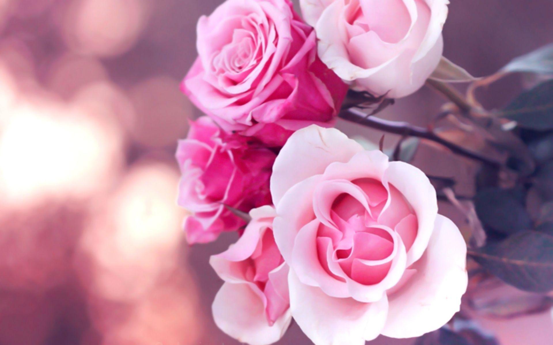 Pink Roses Wallpapers Wallpaper Cave