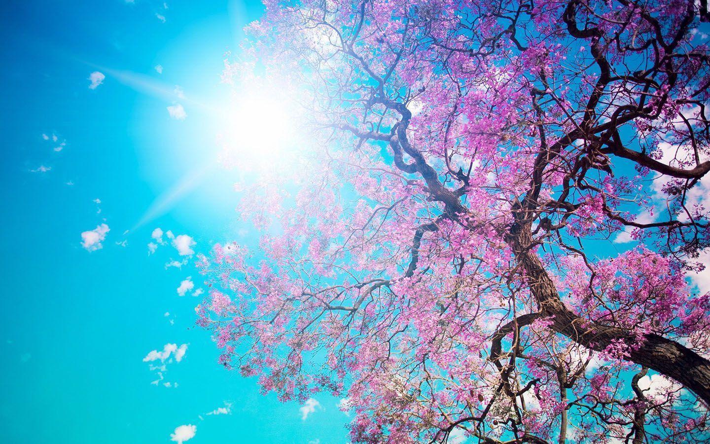 Cherry Blossom Desktop Wallpapers Wallpaper Cave