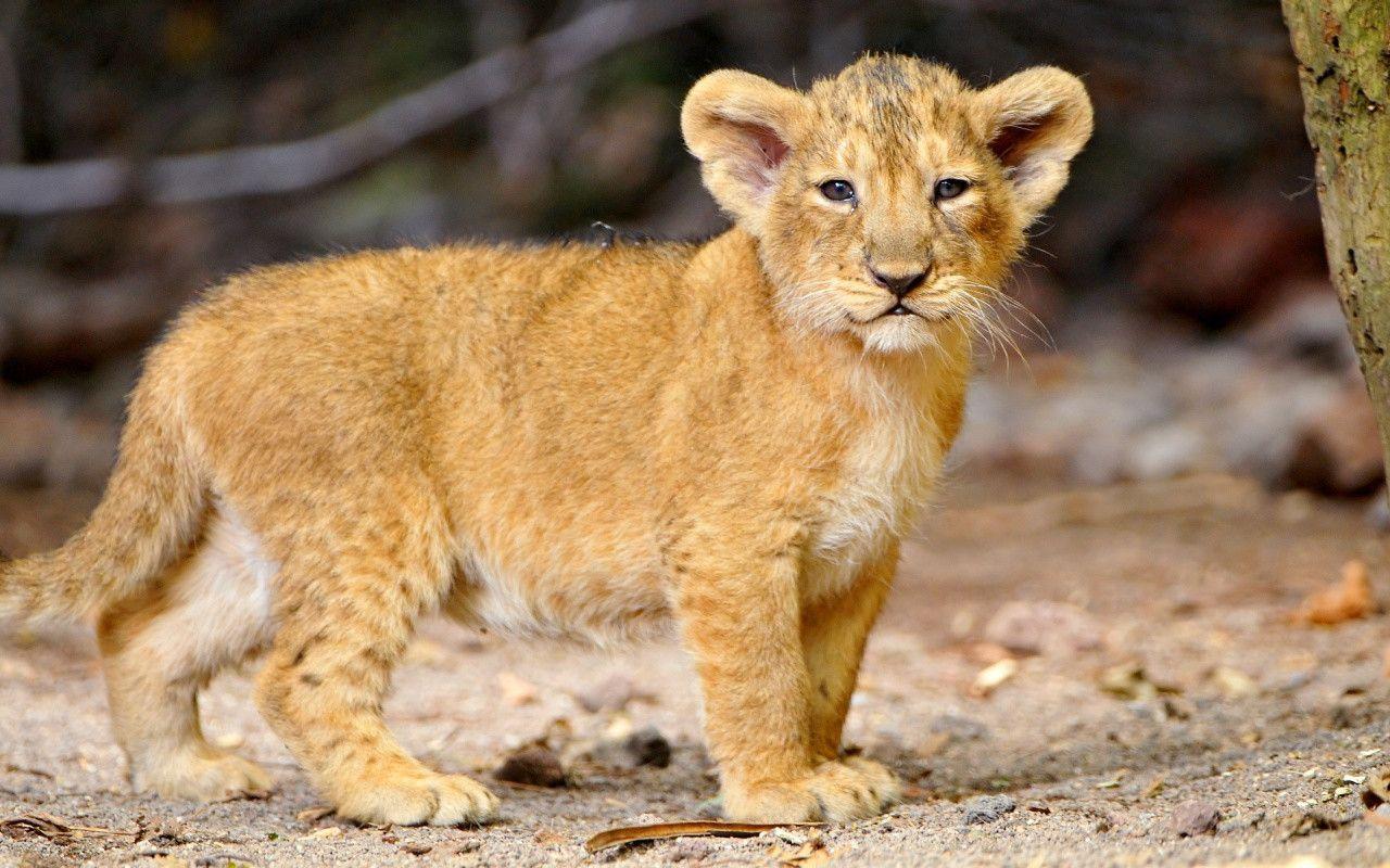 Lion Cub Wallpapers Wallpaper Cave
