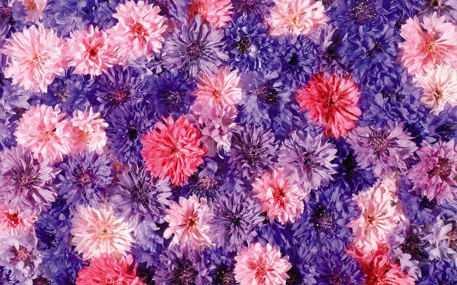 Pink And Purple Flower Backgrounds Wallpaper Cave