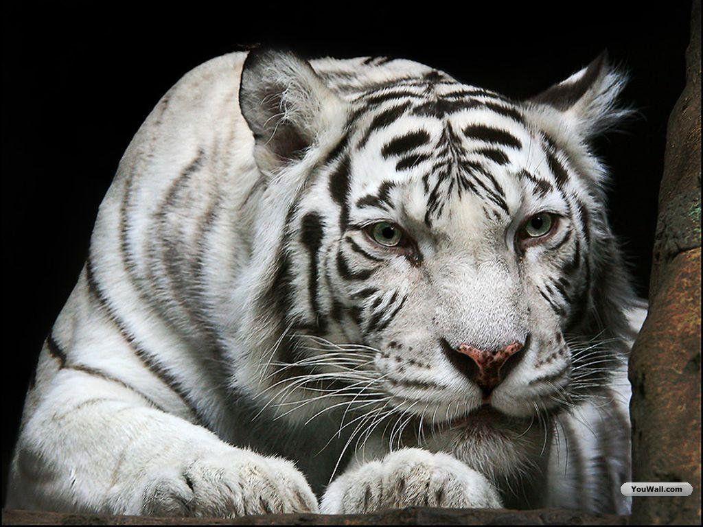 White Tiger Cub Wallpapers Wallpaper Cave