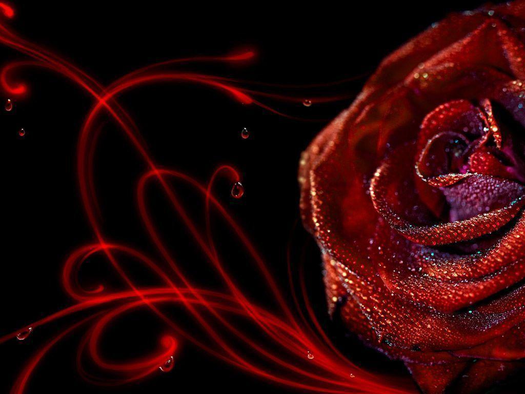 Wallpapers Of Red Roses Wallpaper Cave