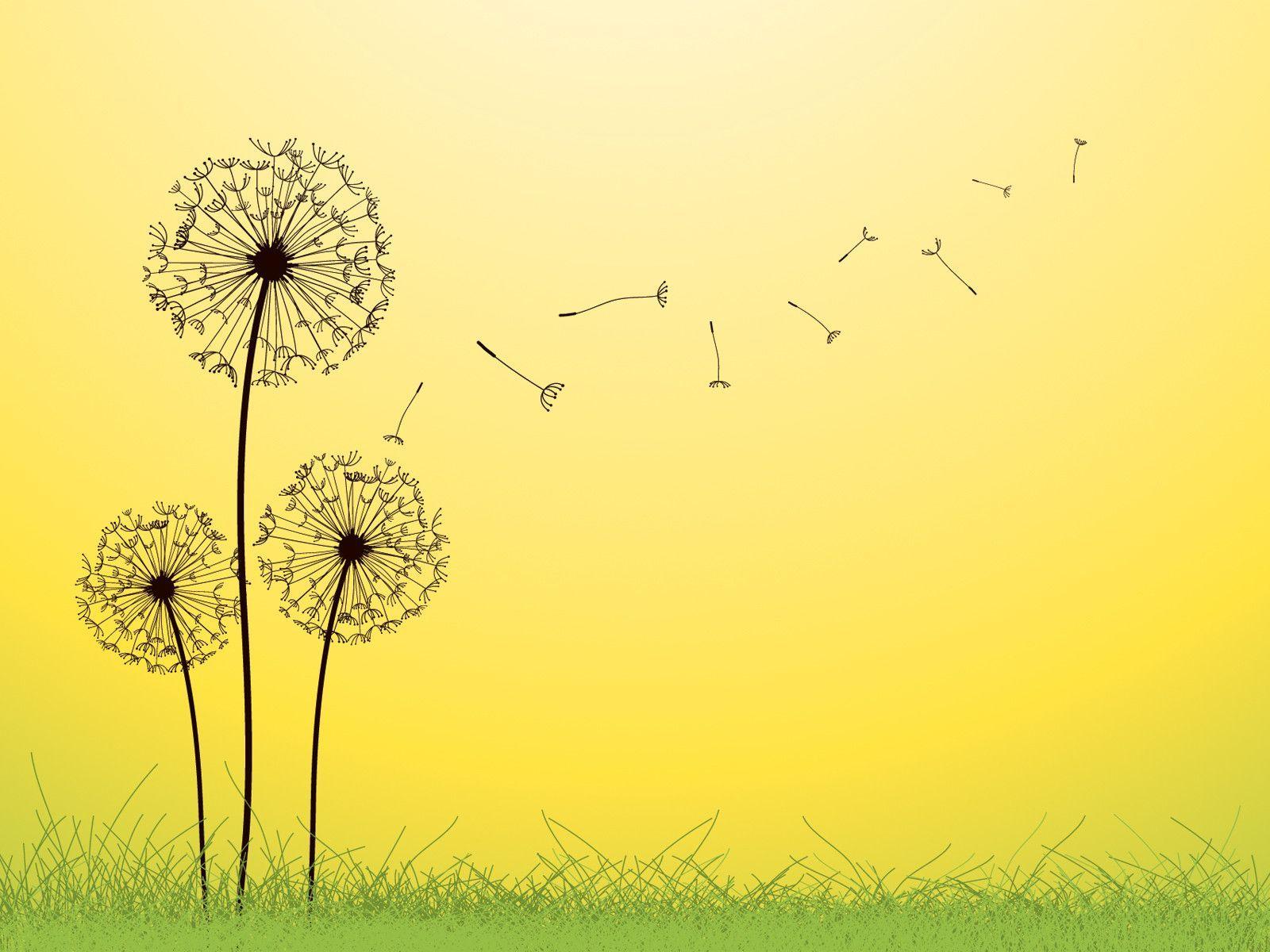 Dandelion Backgrounds Wallpaper Cave