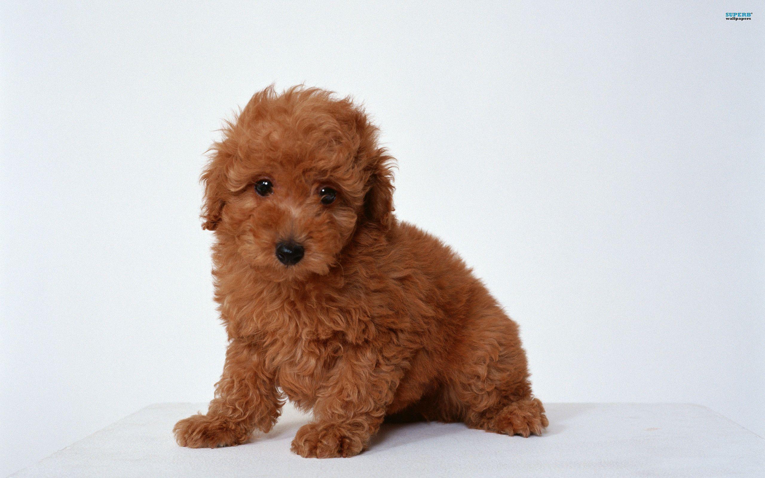 Poodle Wallpapers Wallpaper Cave