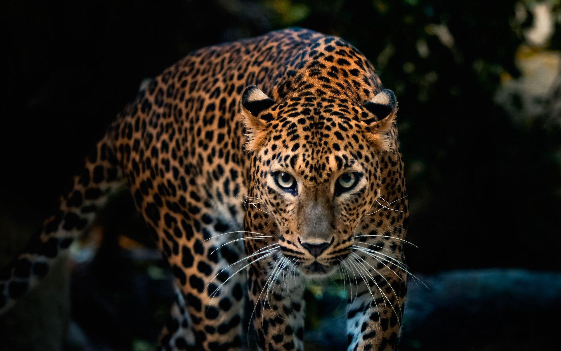 Leopard Wallpapers Wallpaper Cave