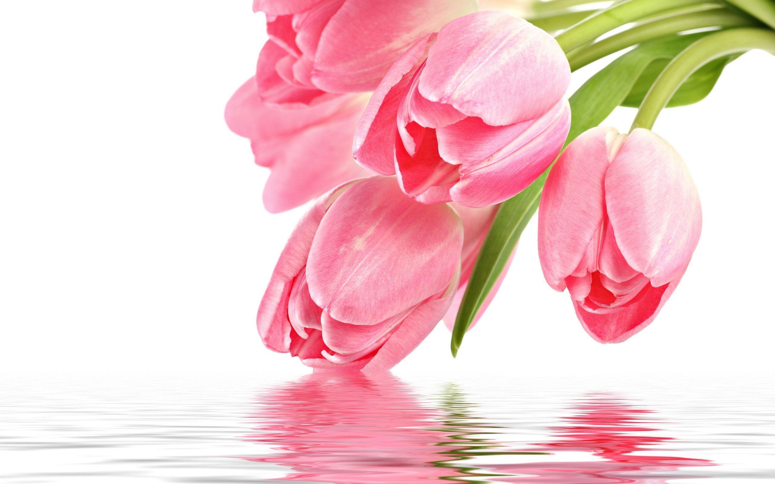 Pink Tulips Wallpapers Wallpaper Cave