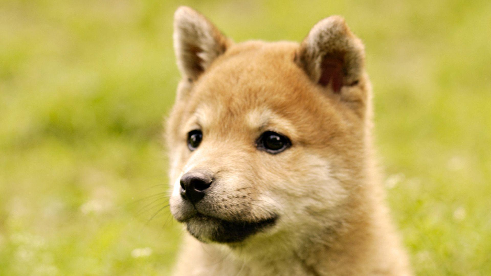 Shiba Inu Wallpapers Wallpaper Cave