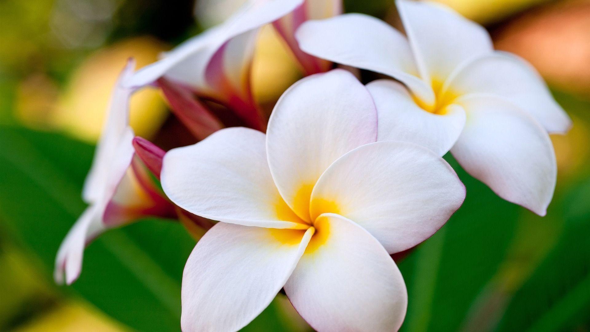 Hawaiian Flower Backgrounds Wallpaper Cave