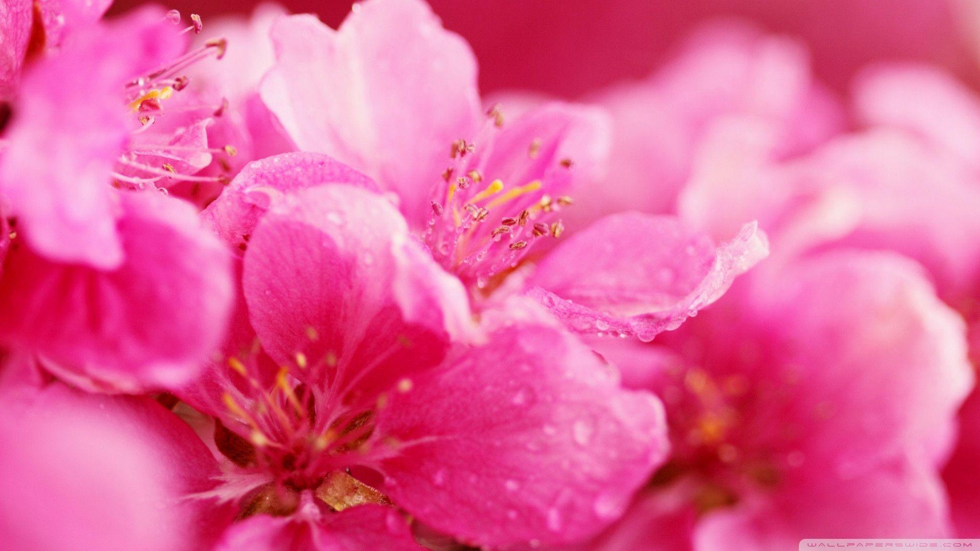 Pink Floral Wallpapers Wallpaper Cave