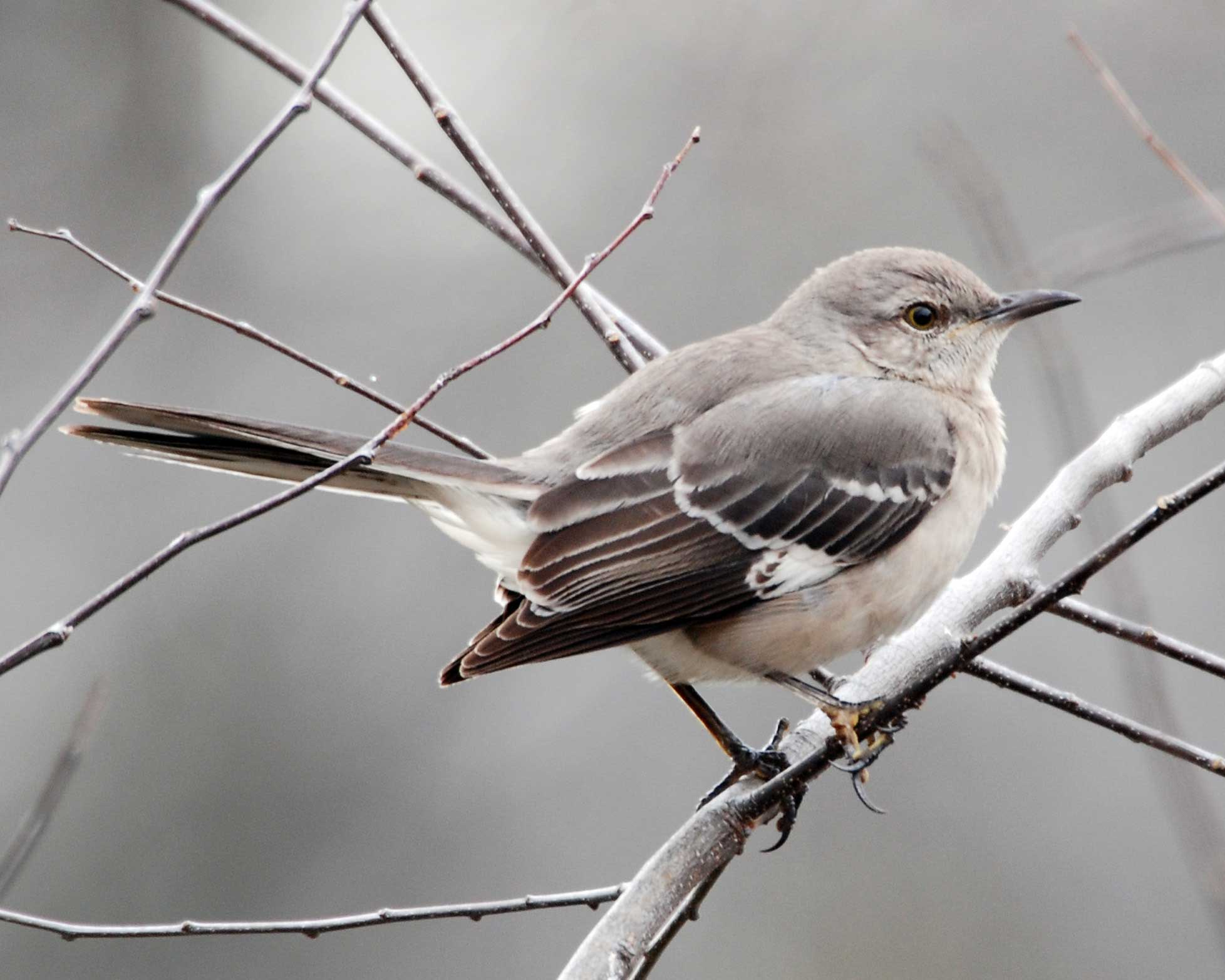 Mockingbird Wallpapers Wallpaper Cave