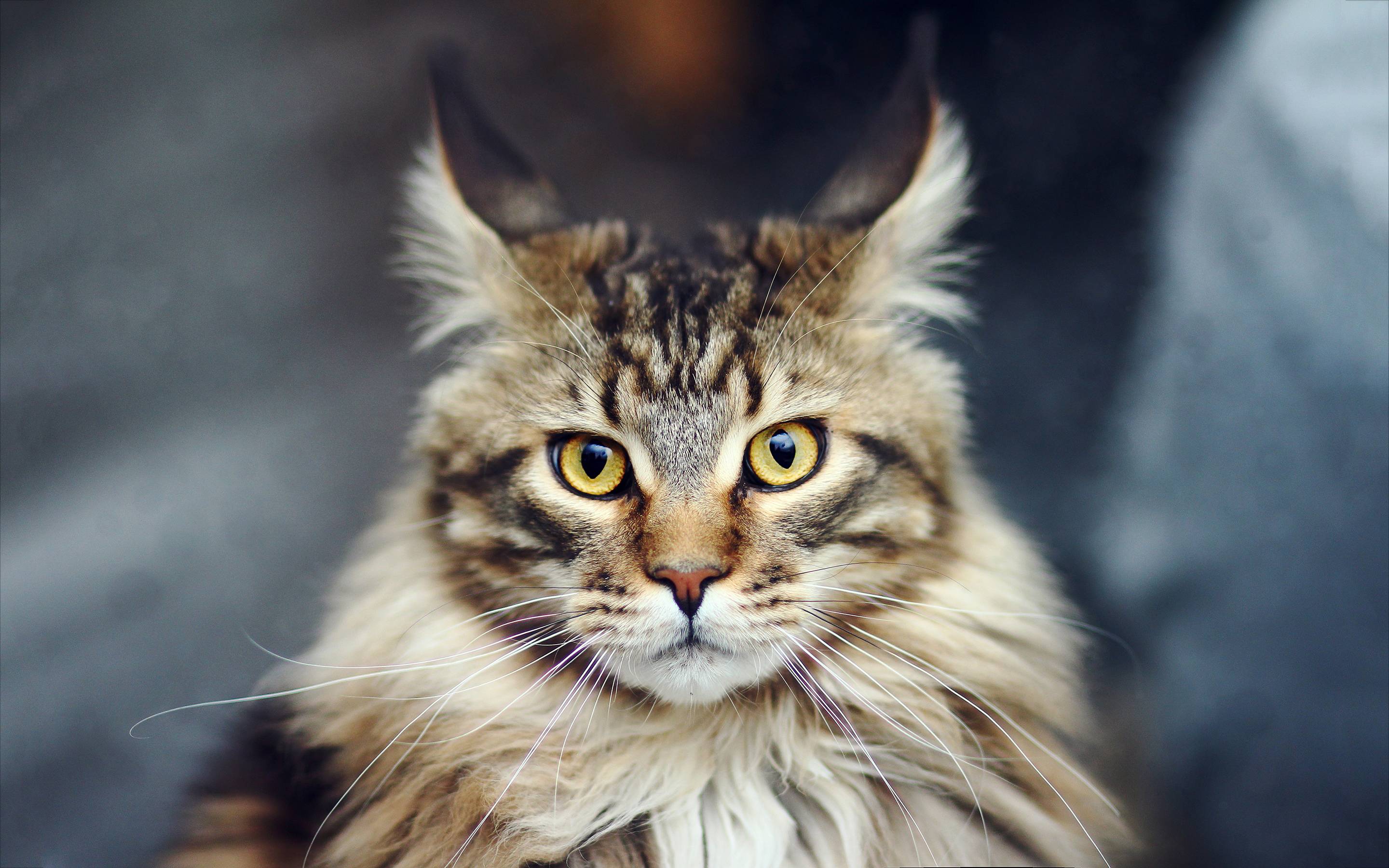 Maine Coon Wallpapers Wallpaper Cave
