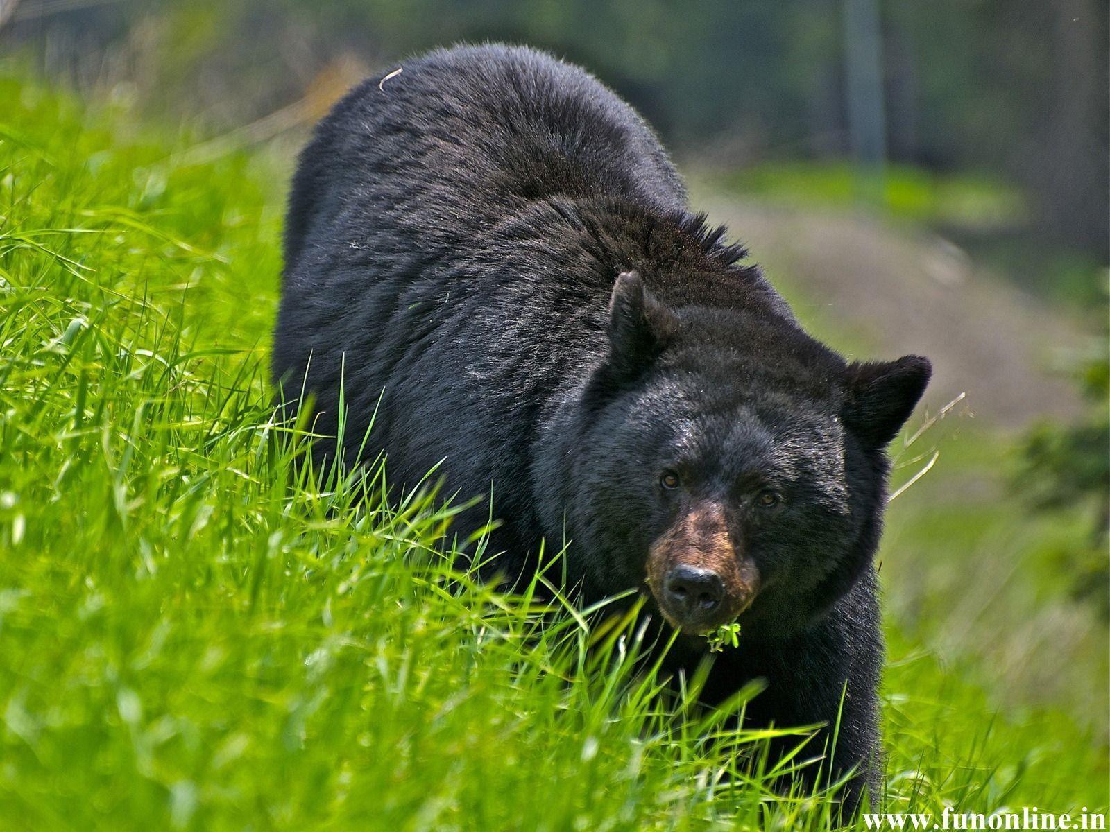 Free Black Bear Wallpapers Wallpaper Cave