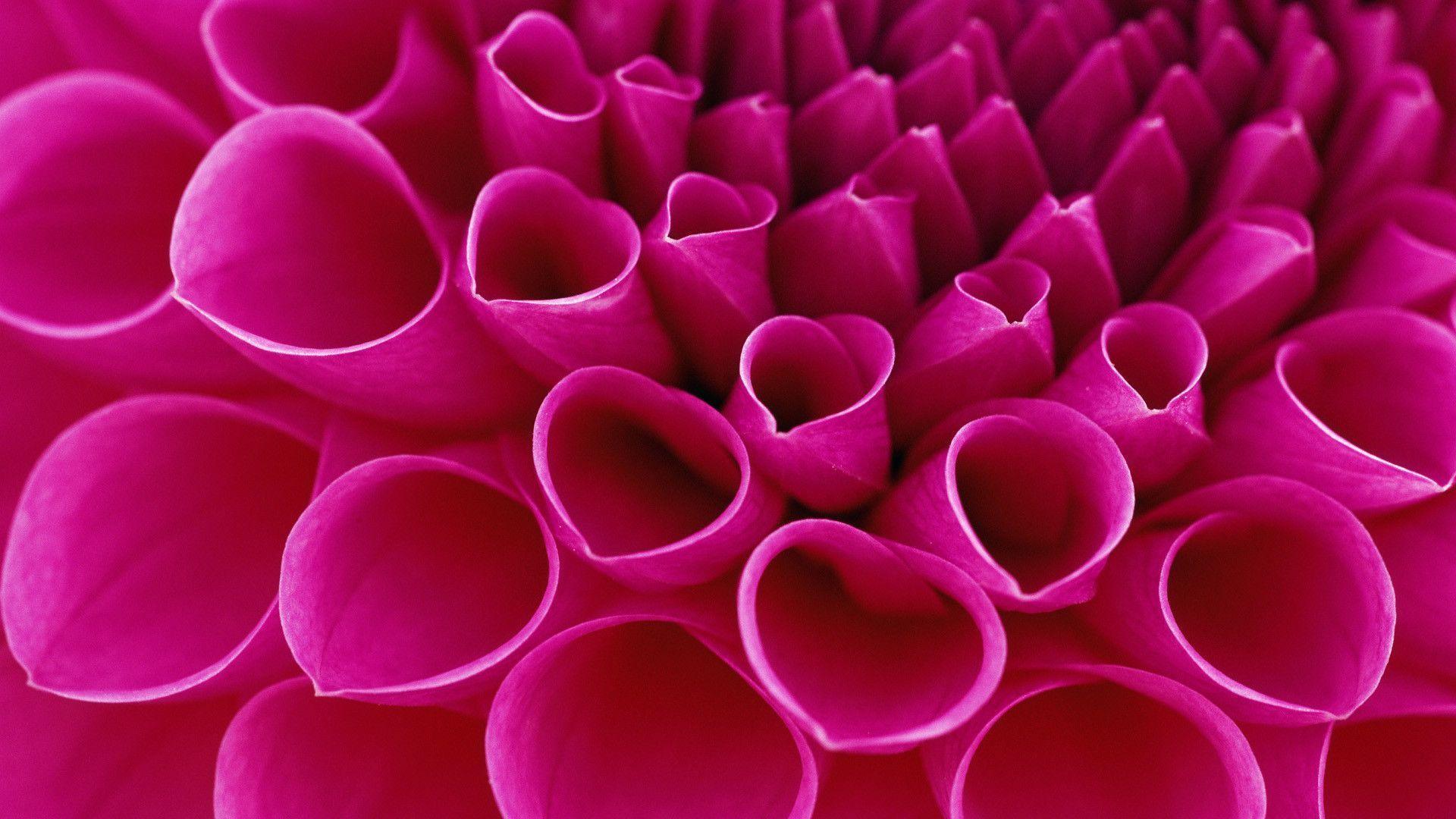 Free Flowers Wallpapers Wallpaper Cave