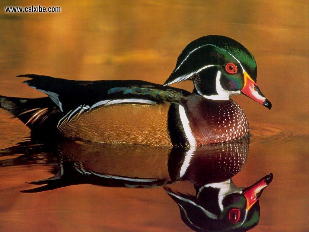 Wood Duck Wallpapers Wallpaper Cave